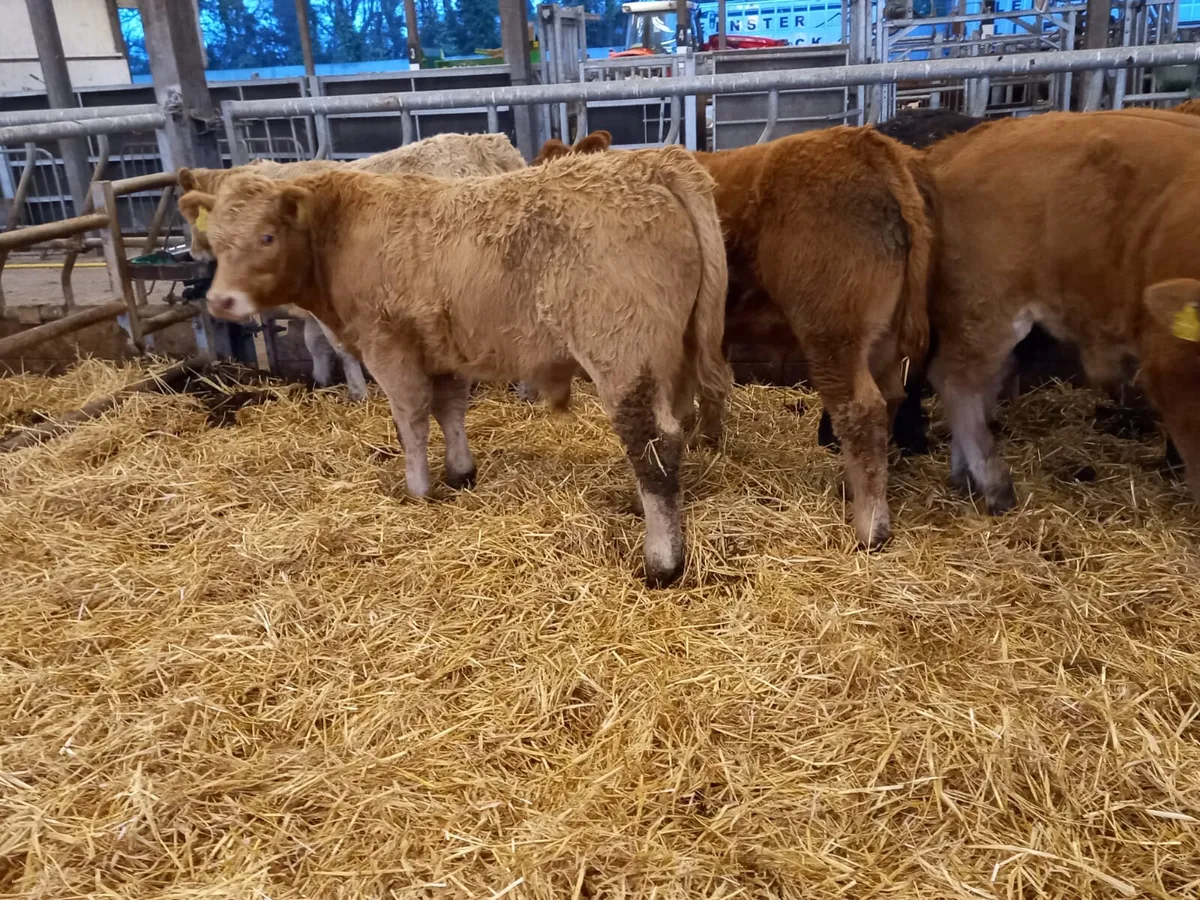 💥9/2/25 💥 Smashing Bullocks Fresh IN - Image 4
