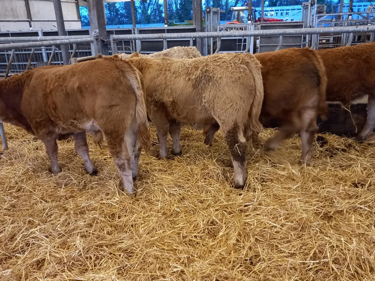 💥9/2/25 💥 Smashing Bullocks Fresh IN - Image 1