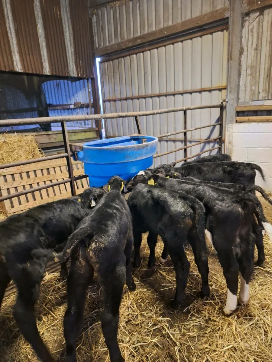 Calves - Image 2
