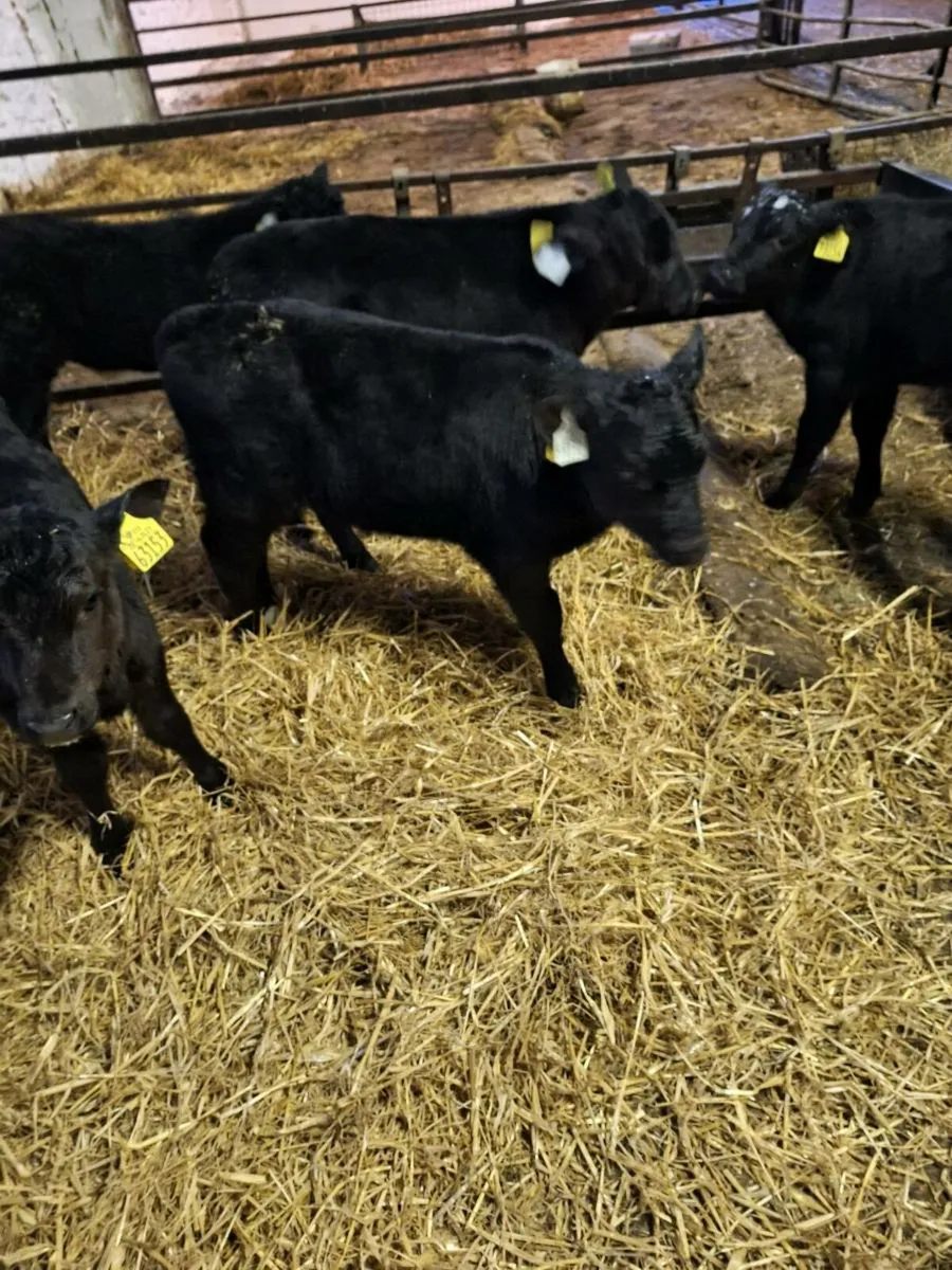 Calves - Image 3