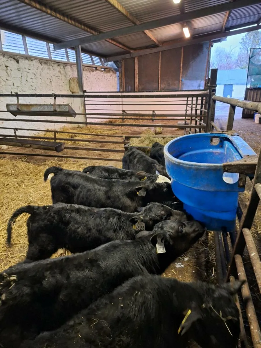 Calves - Image 4