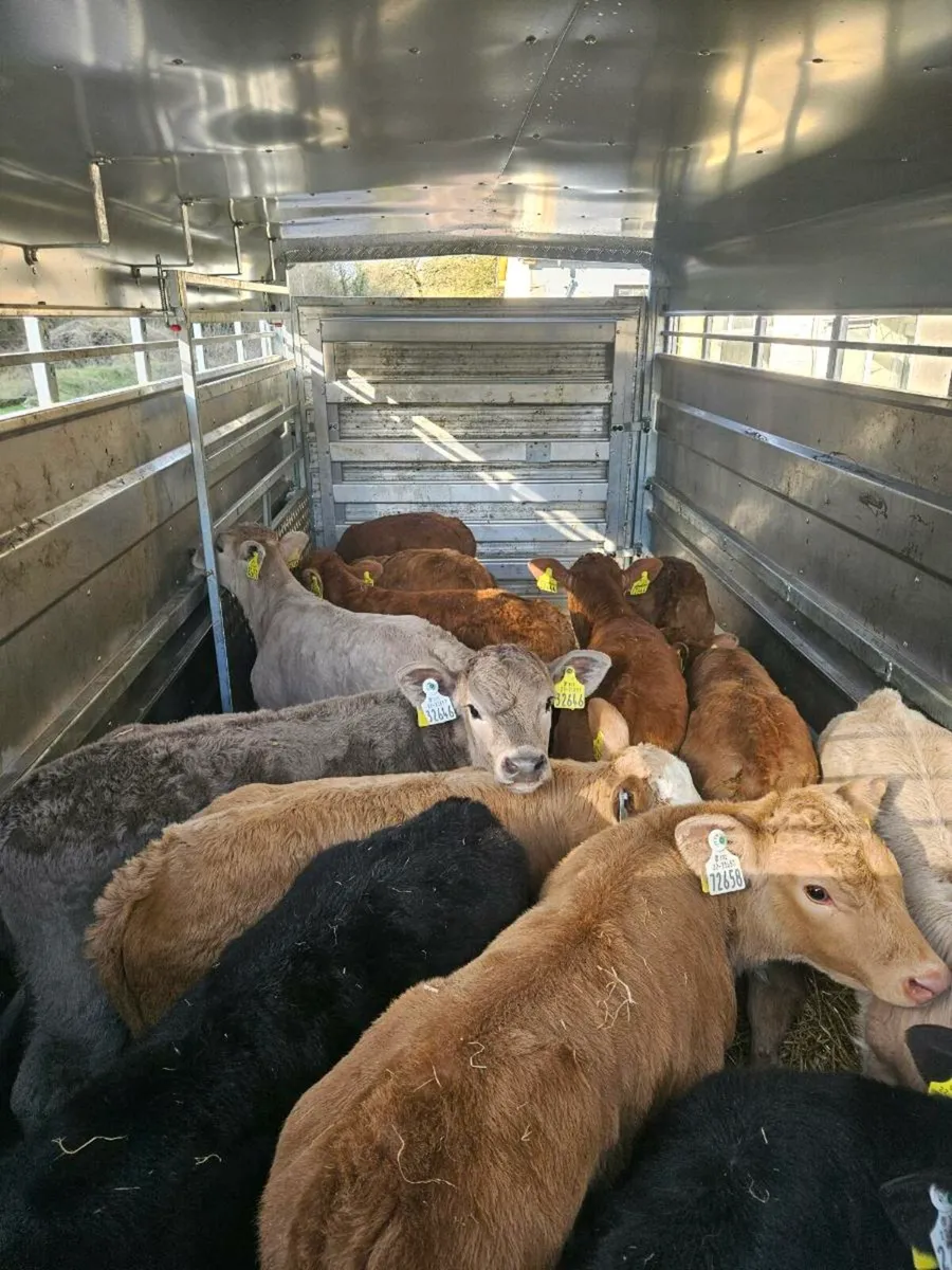 Livestock transport - Image 2