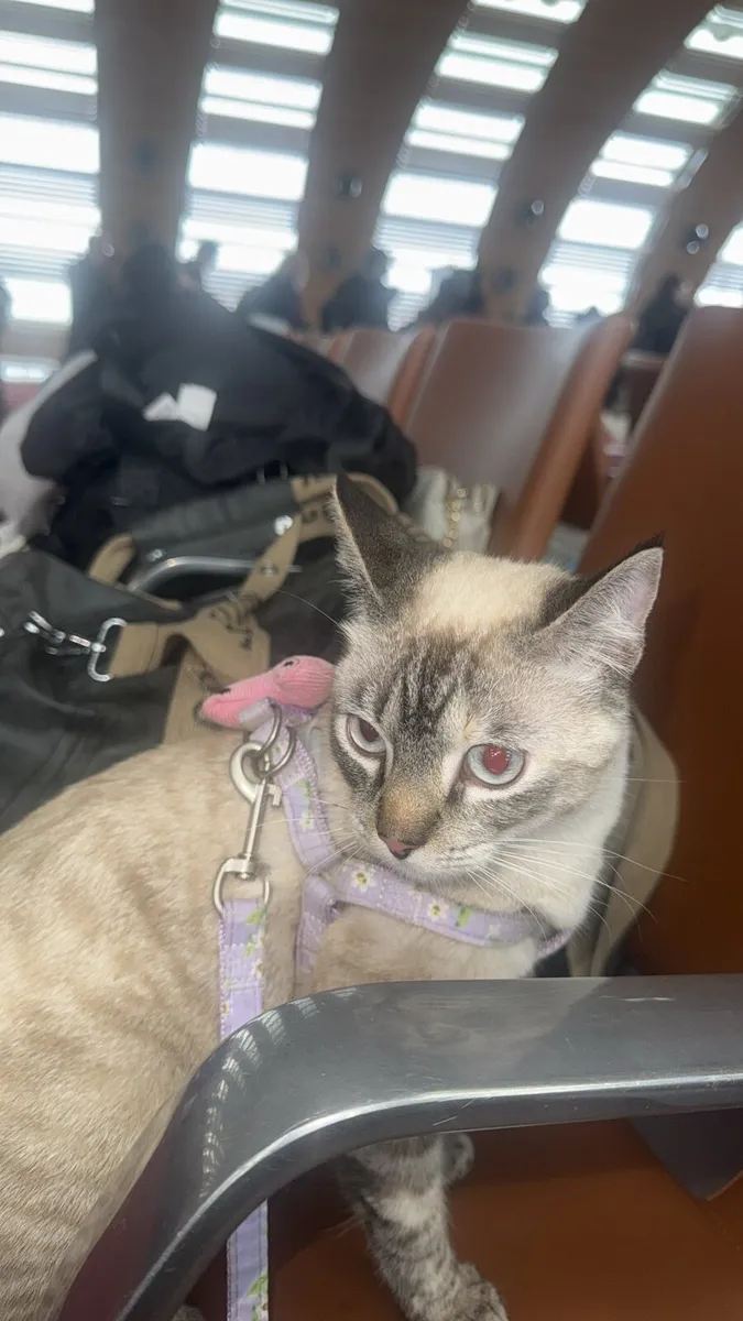 Tabby siamis cat - Image 3