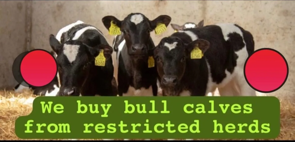 We buy calves from restricted herds