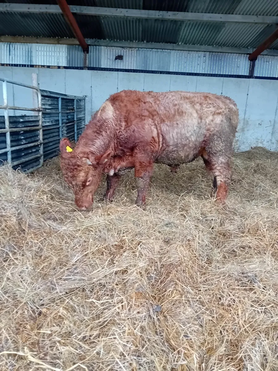 Organic Shorthorn Bulls - Image 4