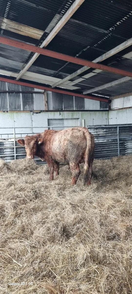 Organic Shorthorn Bulls - Image 3