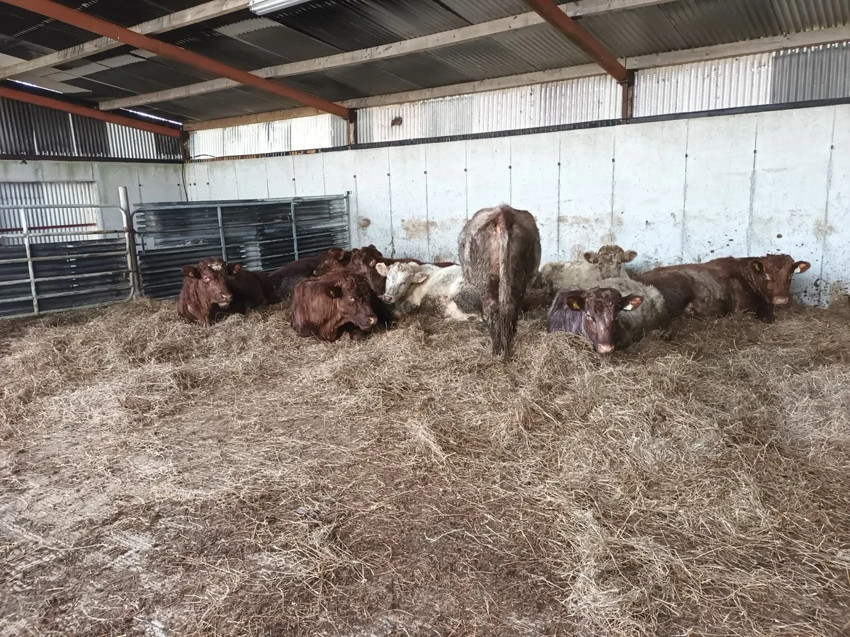 Organic Shorthorn Bulls - Image 1