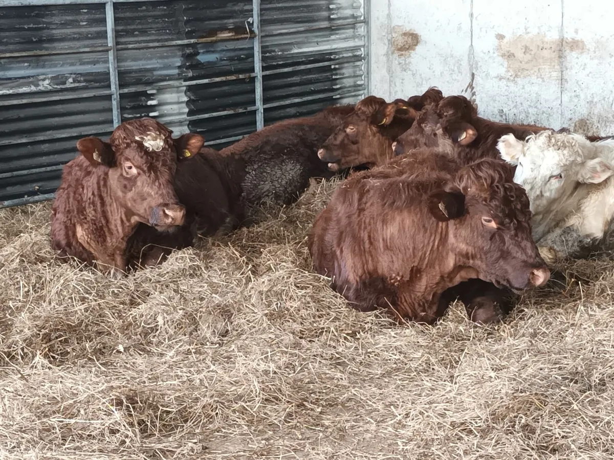 Organic Shorthorn Bulls - Image 2