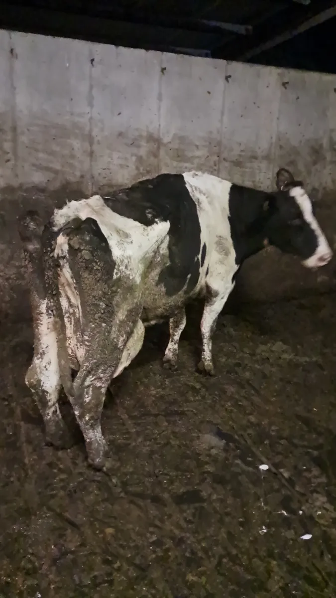 Frisian cow - Image 1