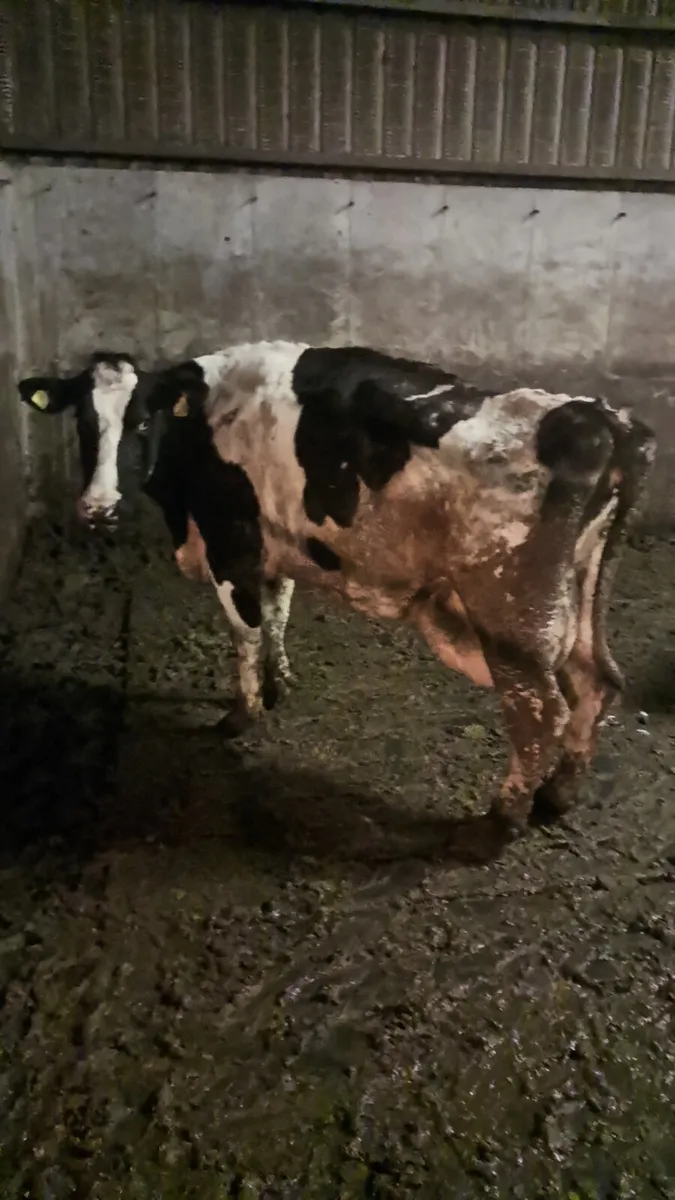 Frisian cow - Image 2