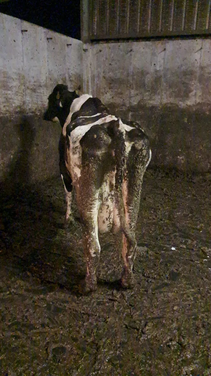 Frisian cow - Image 3