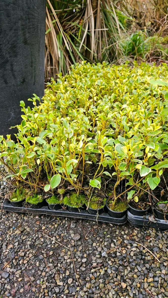 Griselina Hedging 2euros - Image 1