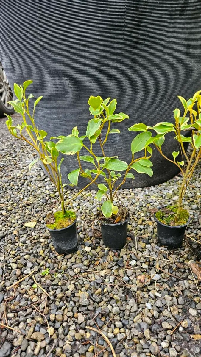 Griselina Hedging 2euros - Image 2