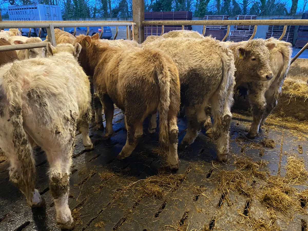 8 Empty Rags of Bullocks - Image 1