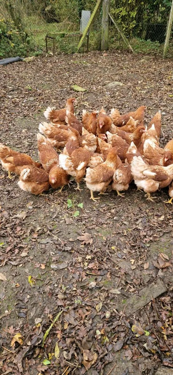Hens/pullets every day in Co. Kildare - Image 2
