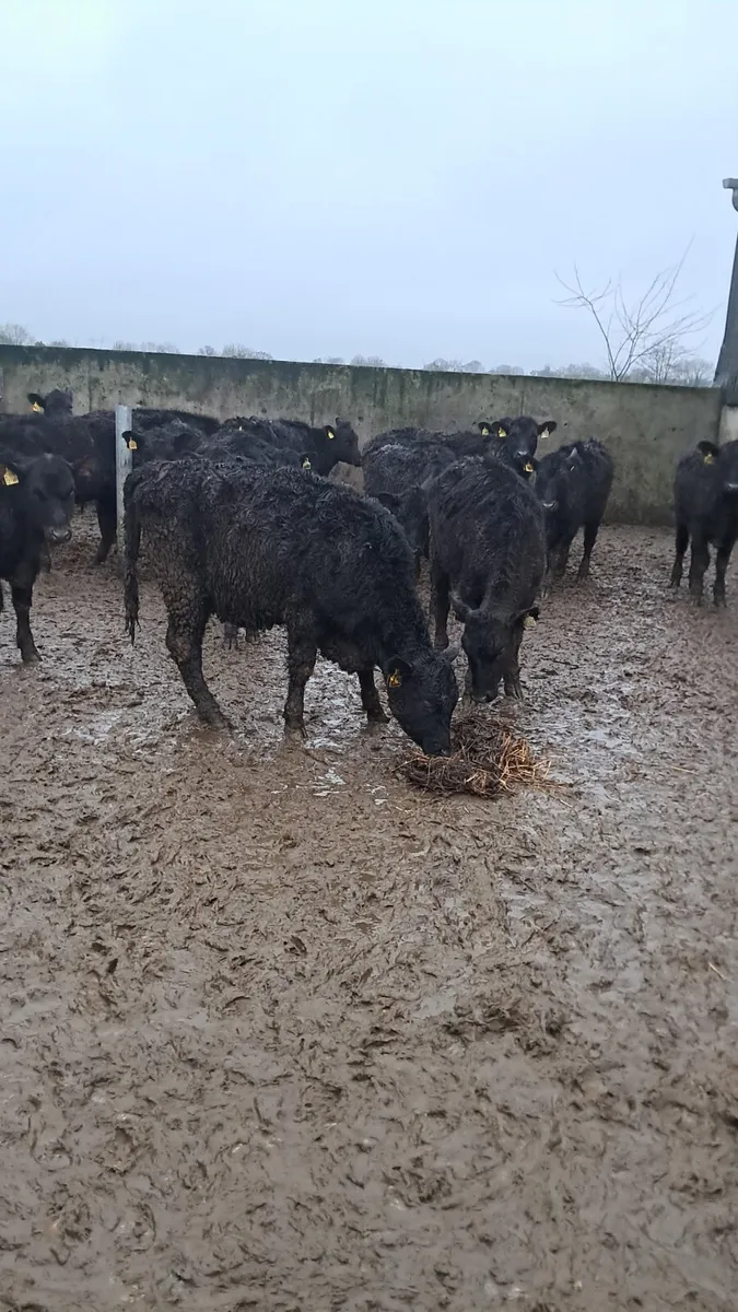 Angus heifers - Image 1