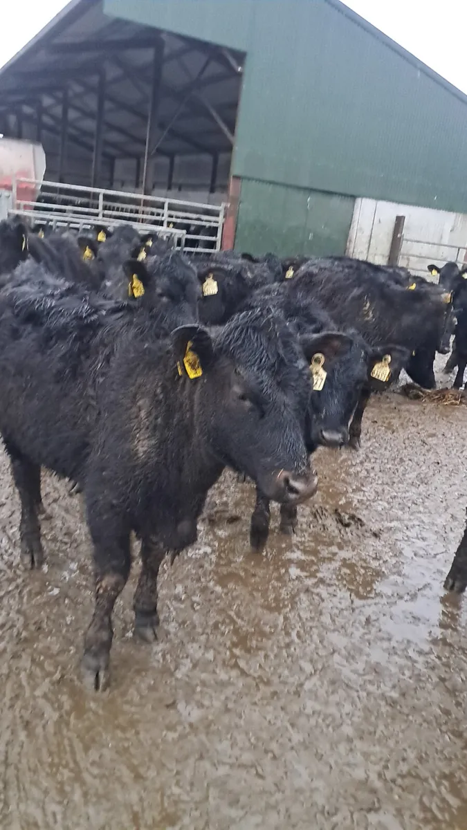 Angus heifers - Image 3