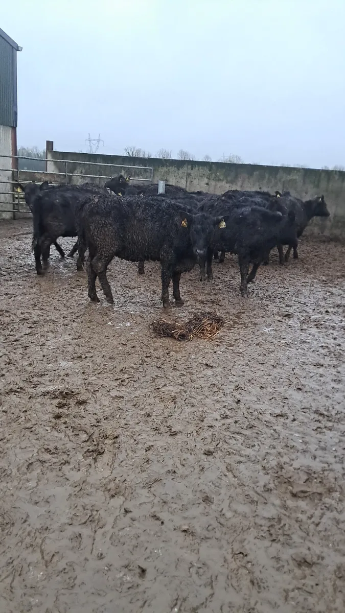 Angus heifers - Image 2