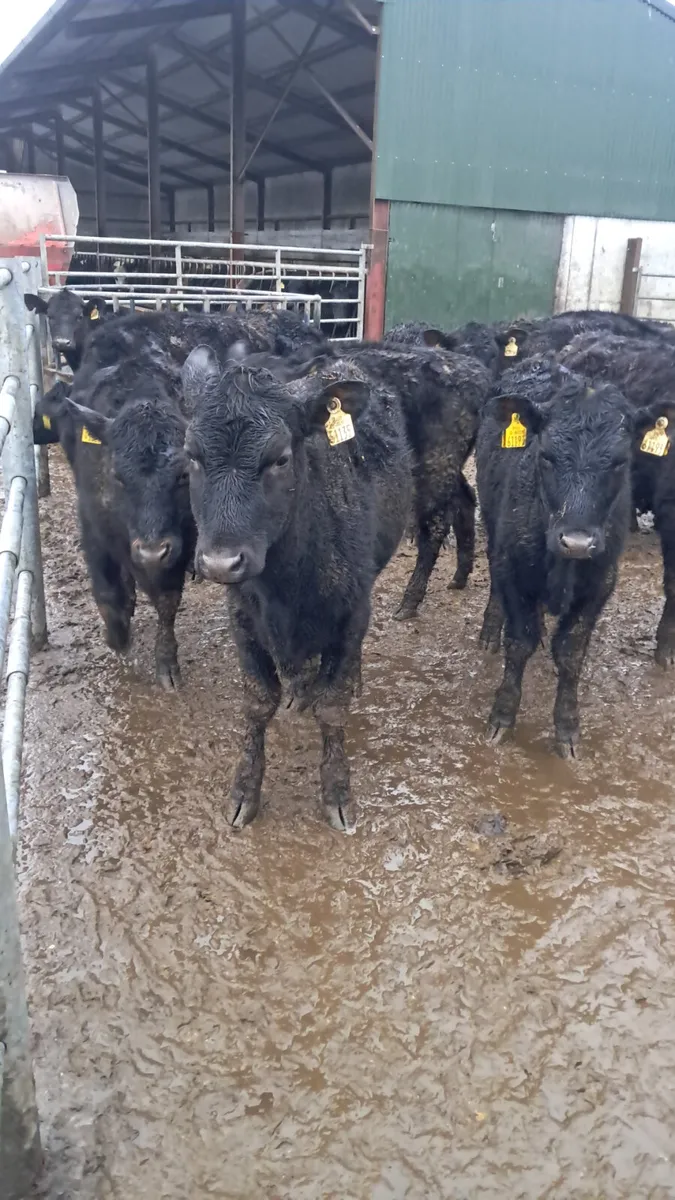 Angus heifers - Image 4