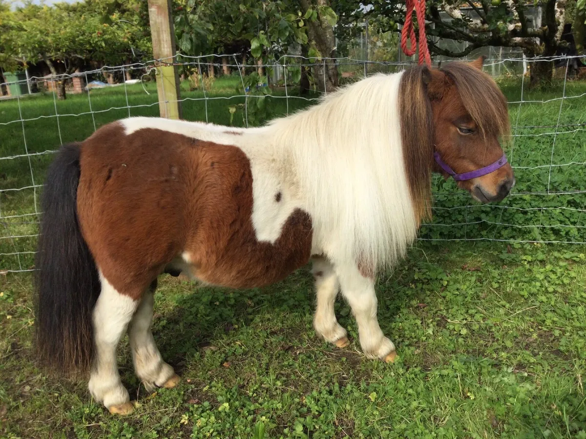 Miniature Shetland Pony - Image 1