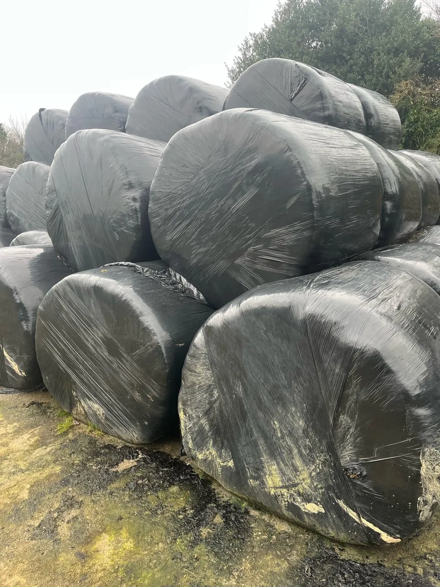 Silage bales - Image 3