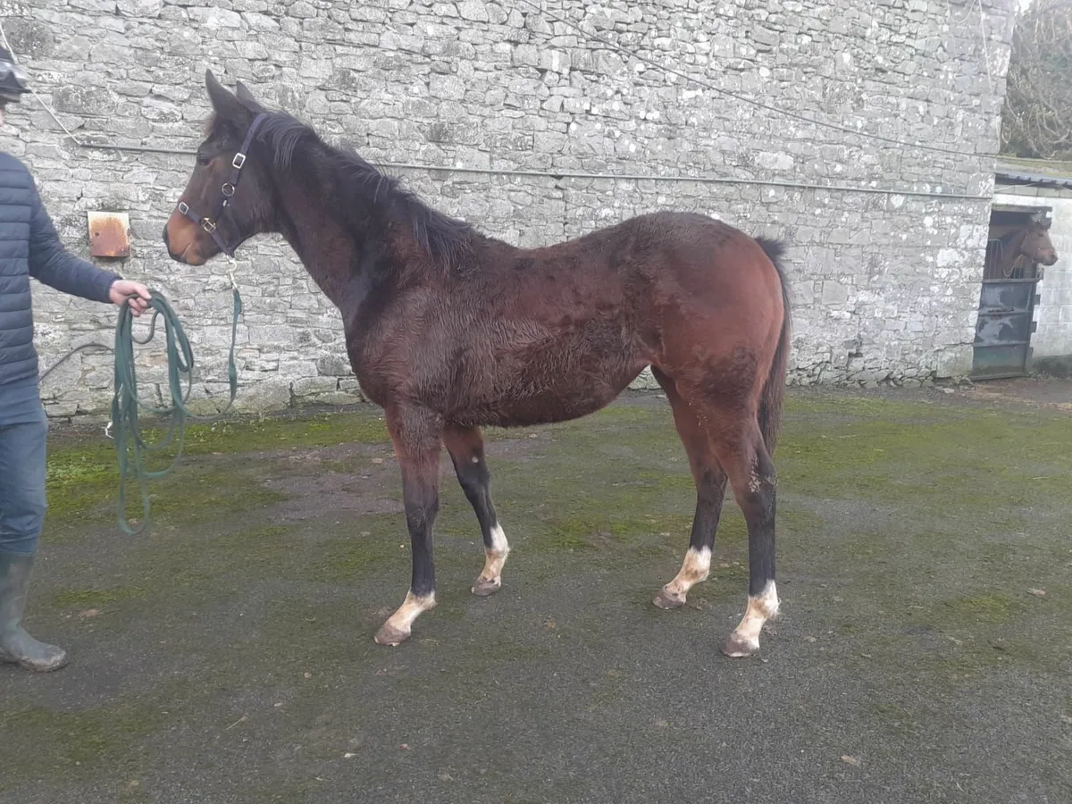 Blacktype broodmare band