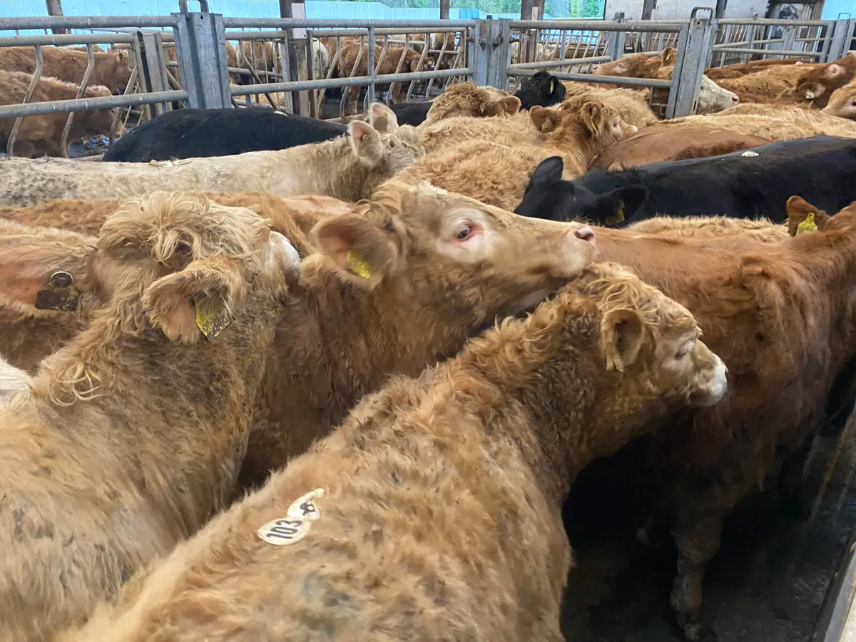 💥12/2/25💥100 Fresh - 350kg Heifers - Image 2