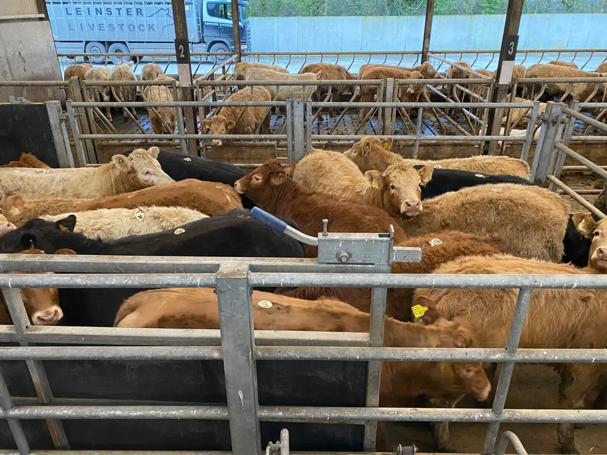 💥12/2/25💥100 Fresh - 350kg Heifers - Image 3