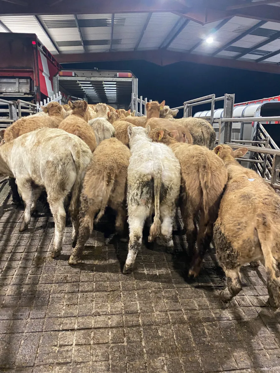 💥12/2/25💥100 Fresh - 350kg Heifers - Image 1
