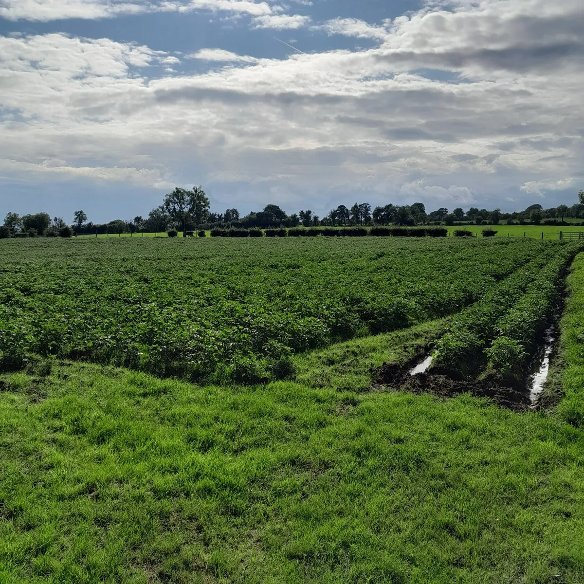 Land wanted for potatoes 🥔 - Image 3
