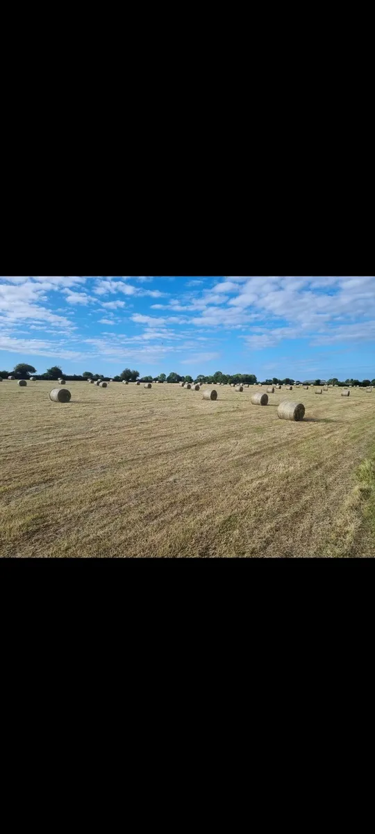 Hay for sale