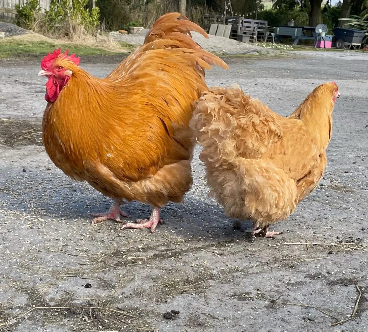 Buff Orpington and cream legbars hatching eggs - Image 1