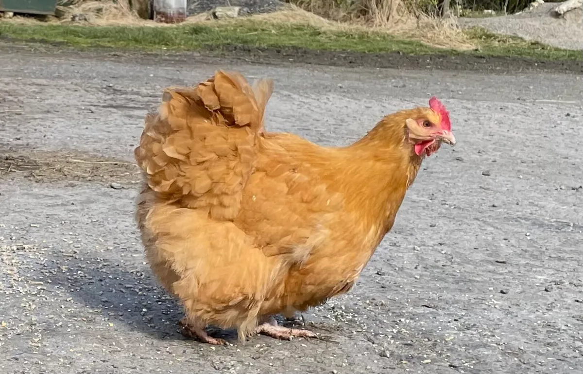 Buff Orpington and cream legbars hatching eggs - Image 2