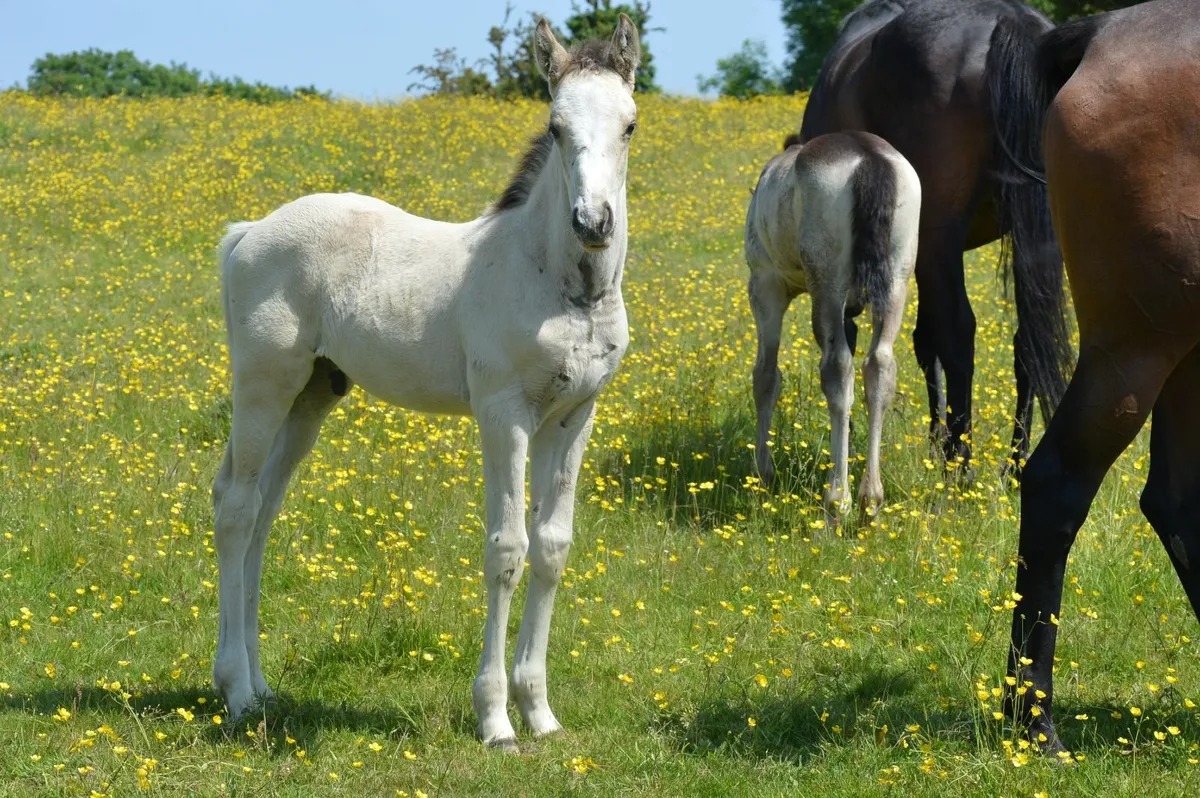 Cremello Stallion - Image 4