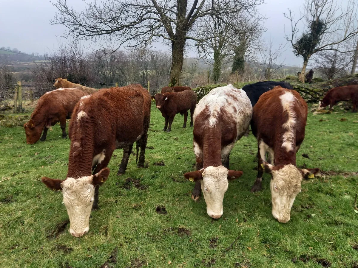 8 Calved Heifers with strong LMX calves at foot - Image 1