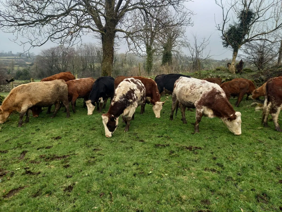 8 Calved Heifers with strong LMX calves at foot - Image 2