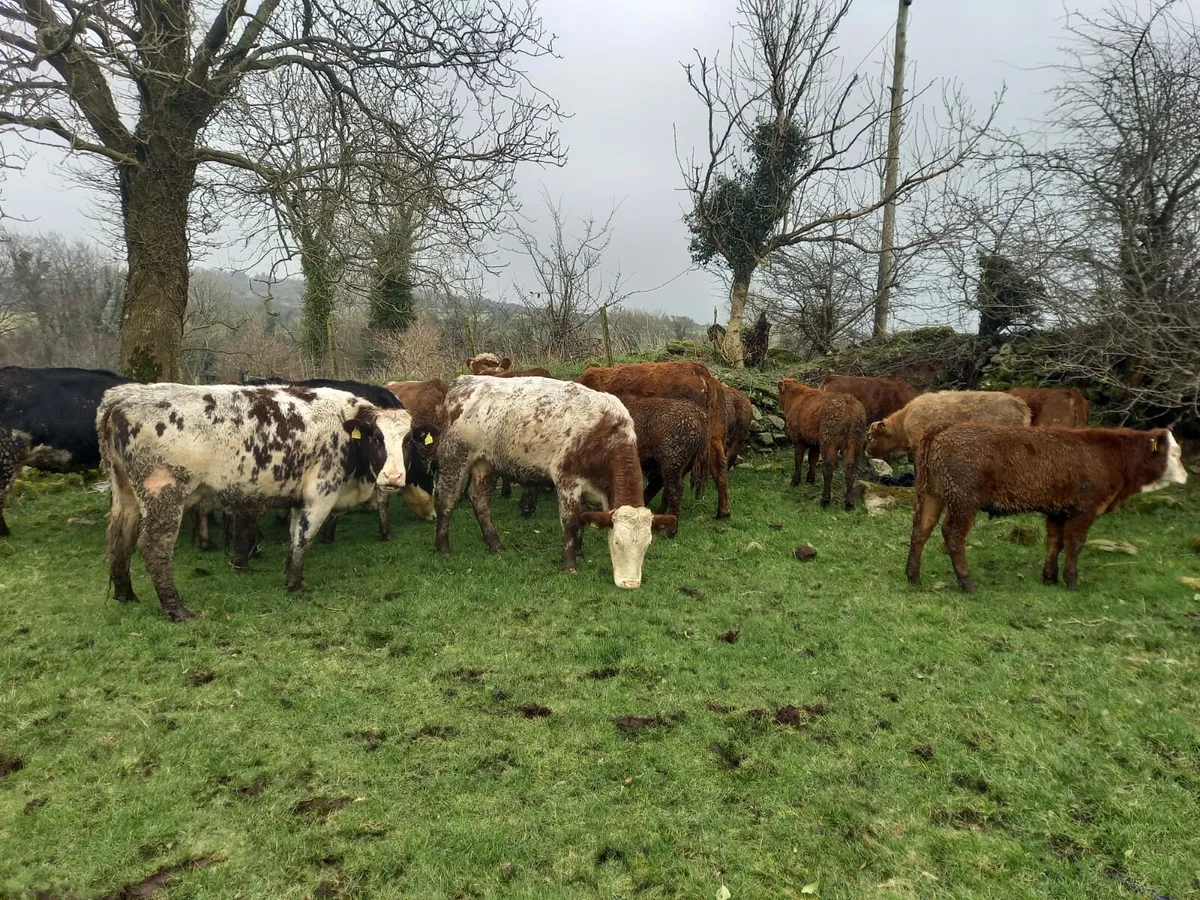 8 Calved Heifers with strong LMX calves at foot - Image 3