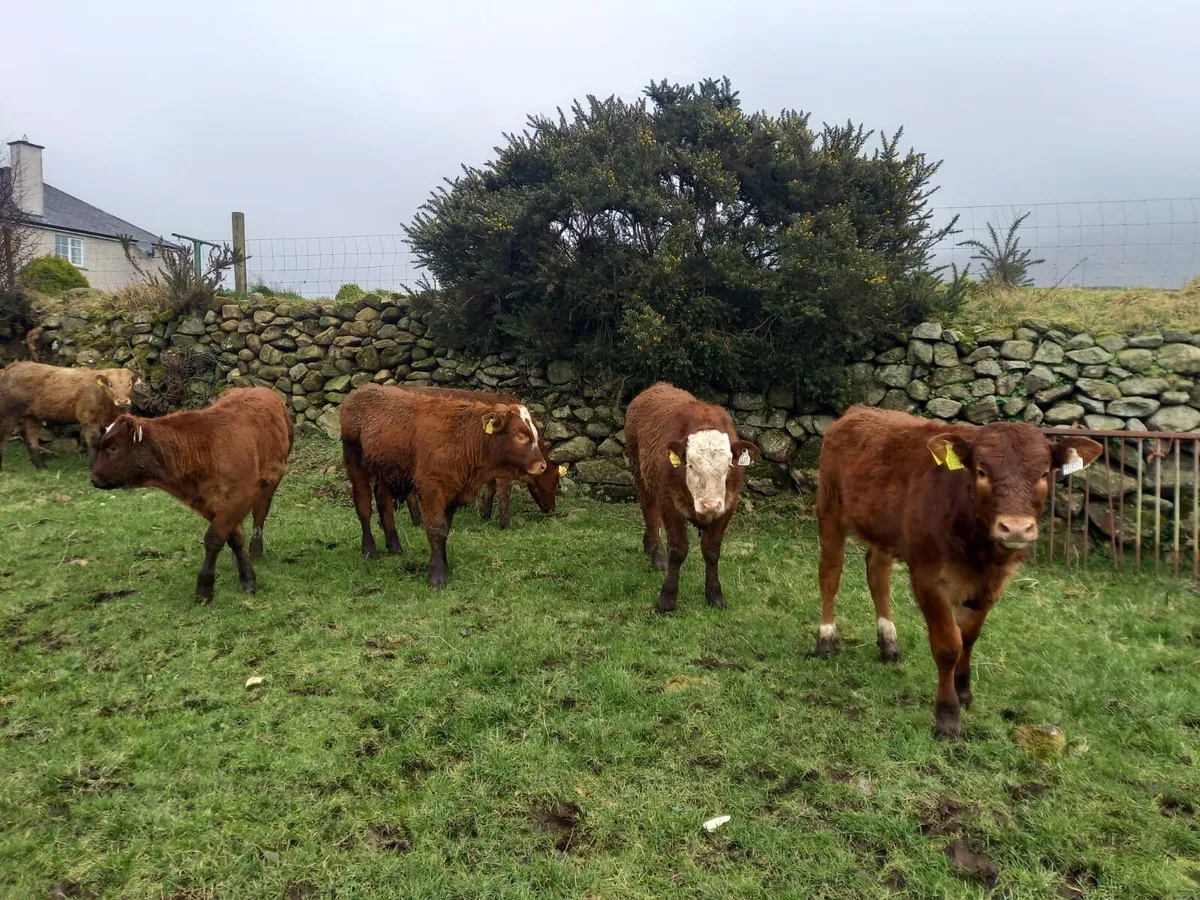 8 Calved Heifers with strong LMX calves at foot - Image 4