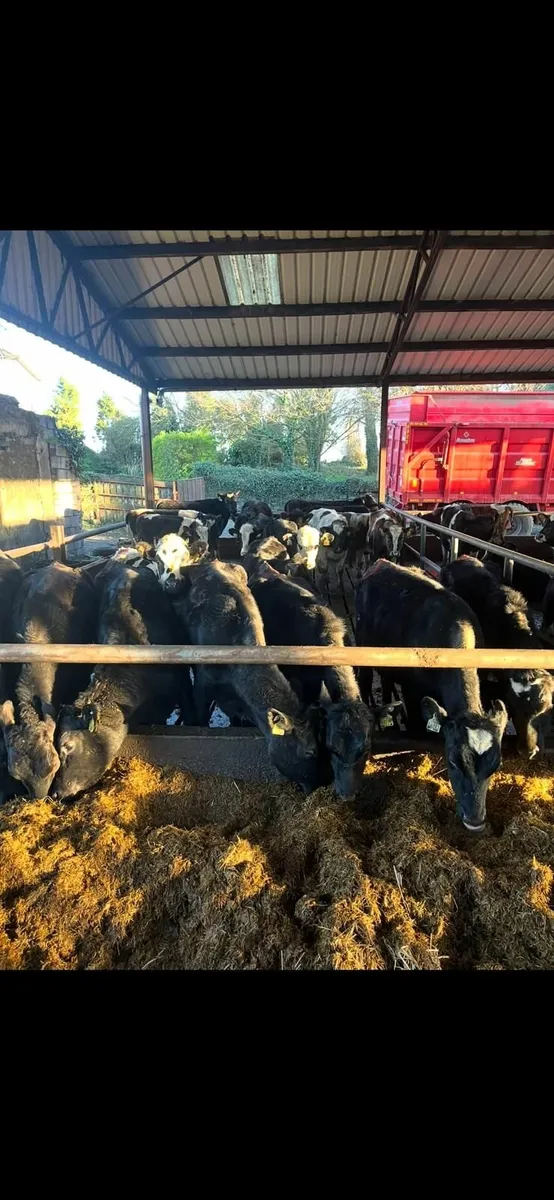 Is your Herd TB Restricted? - Image 1