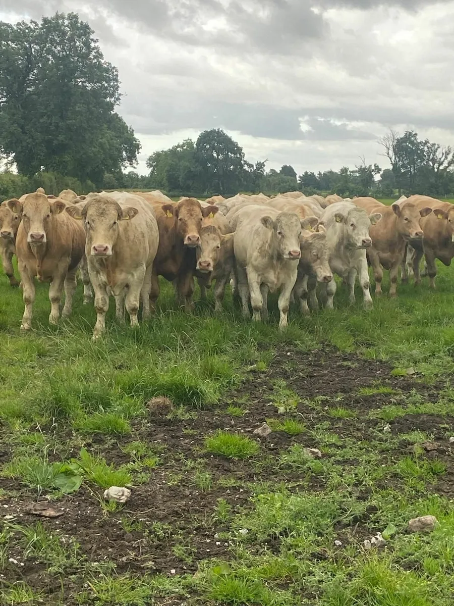 Is your Herd TB Restricted? - Image 2