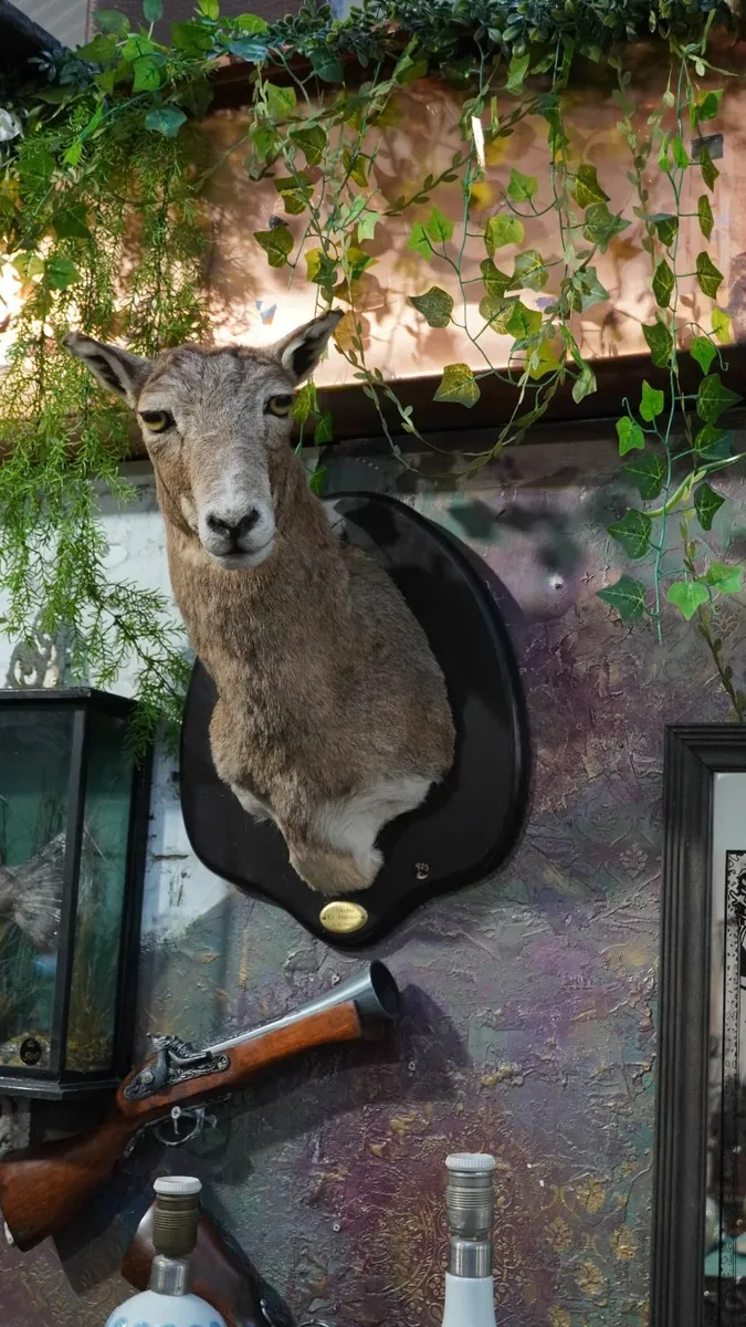 Spanish Taxidermy Mount - Image 1