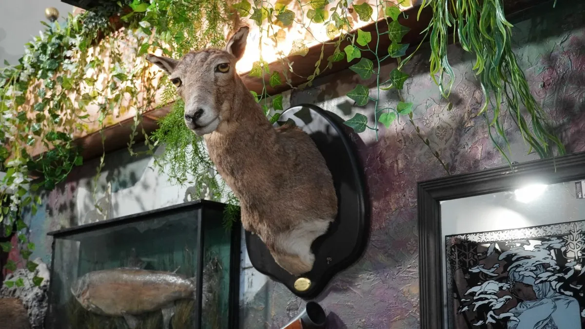 Spanish Taxidermy Mount - Image 2