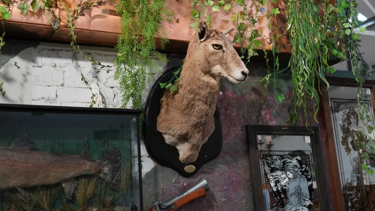 Spanish Taxidermy Mount - Image 3