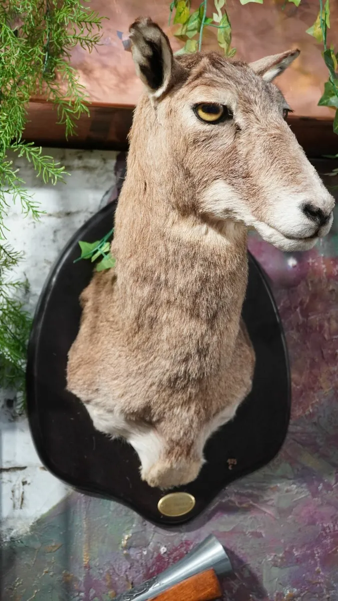 Spanish Taxidermy Mount - Image 4