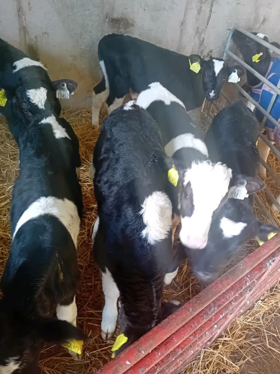 Fr bull calves - Image 2