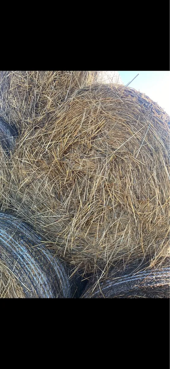Rushes for bedding - Image 1