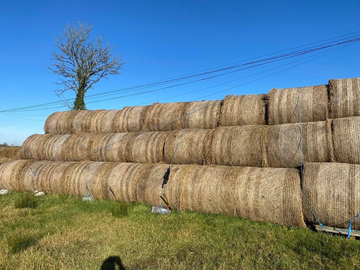 Rushes for bedding - Image 2