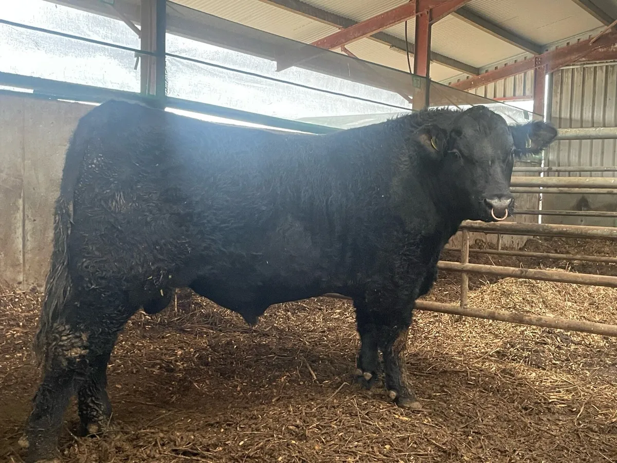 Pbr Angus bulls - Image 1