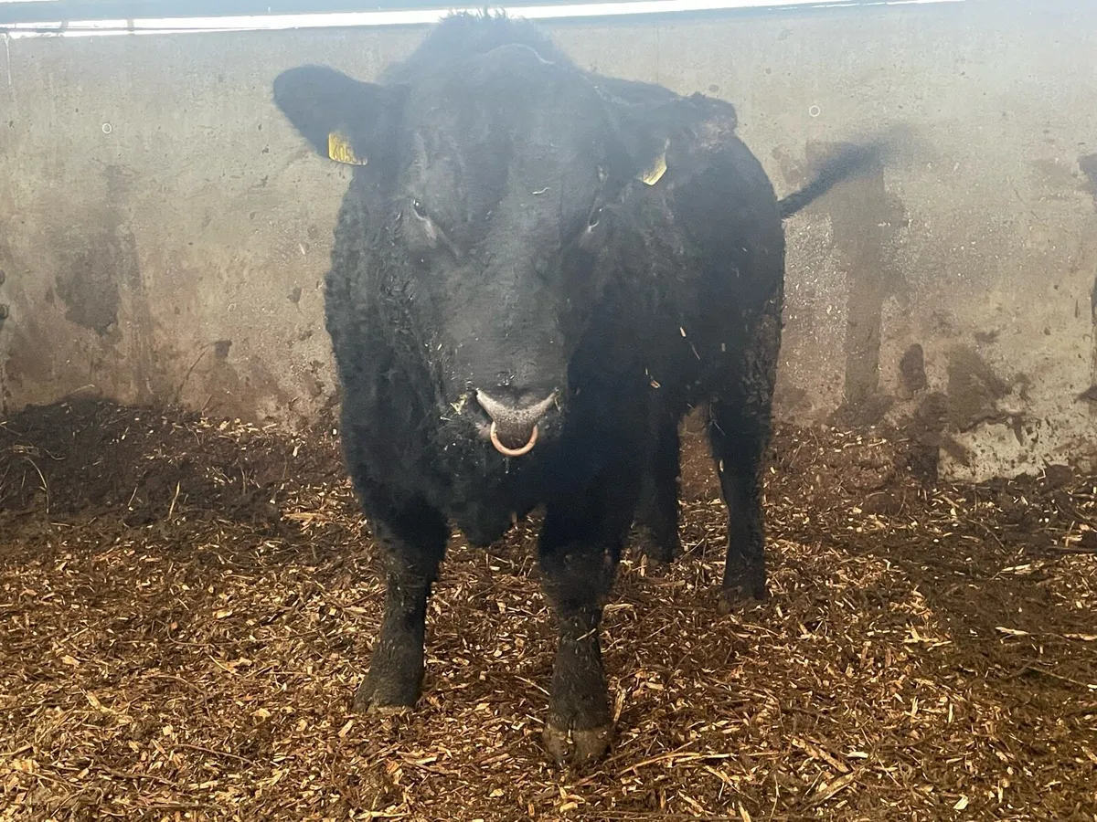 Pbr Angus bulls - Image 2