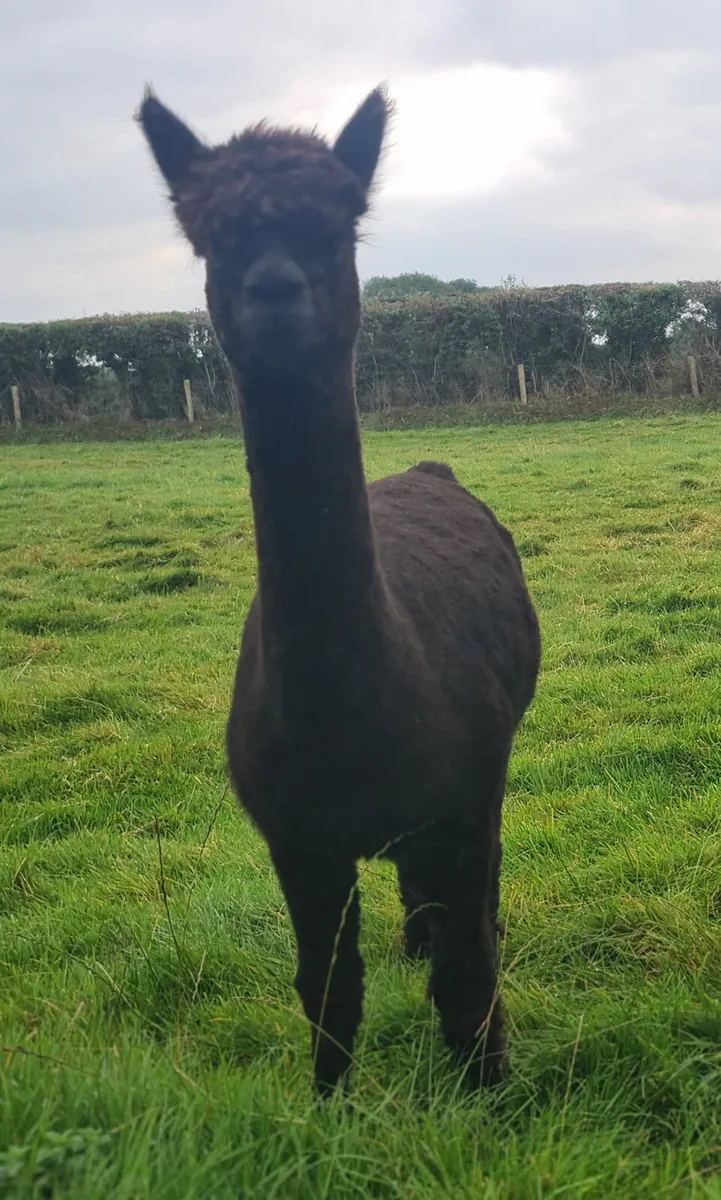 Alpacas - Image 2